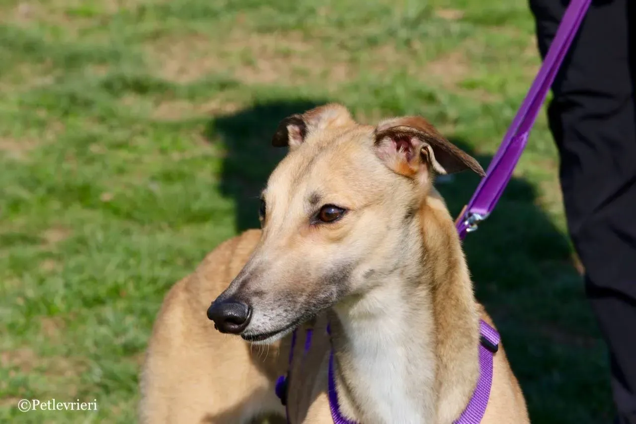 dalila adozione greyhound macao 2 1