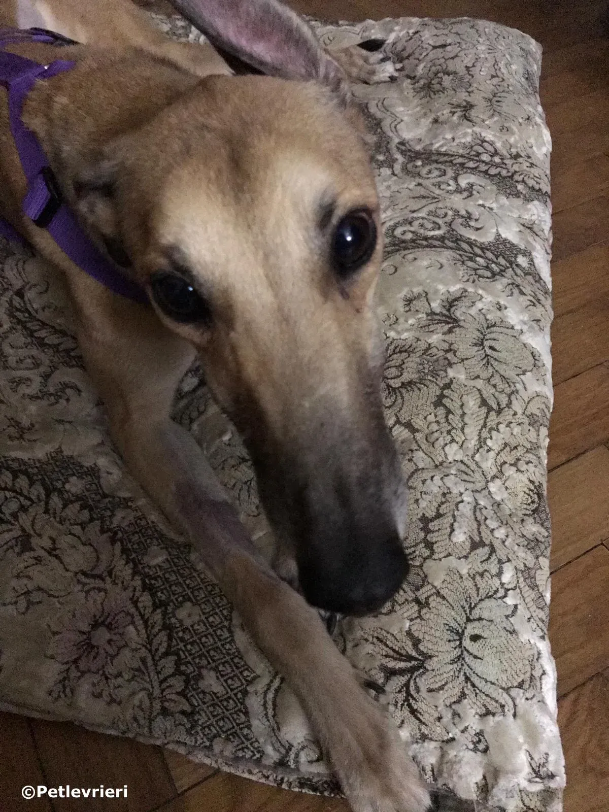 dalila adozione greyhound macao 2