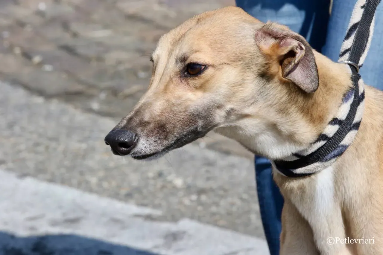 dalila adozione greyhound macao 20