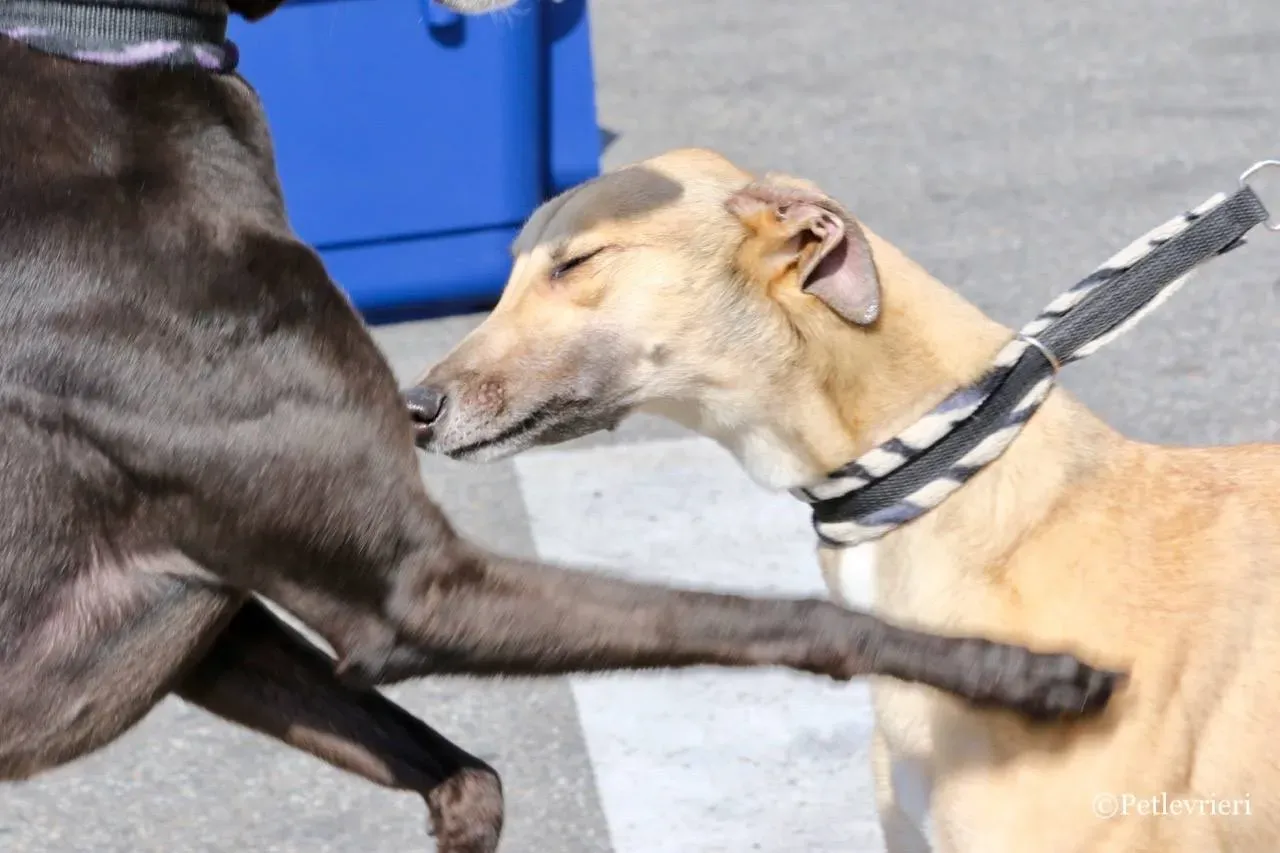 dalila adozione greyhound macao 21