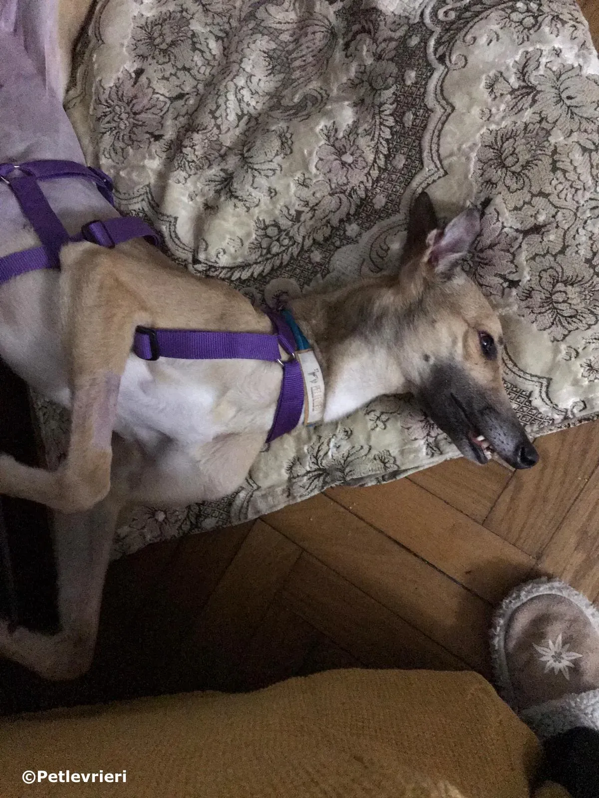 dalila adozione greyhound macao 3