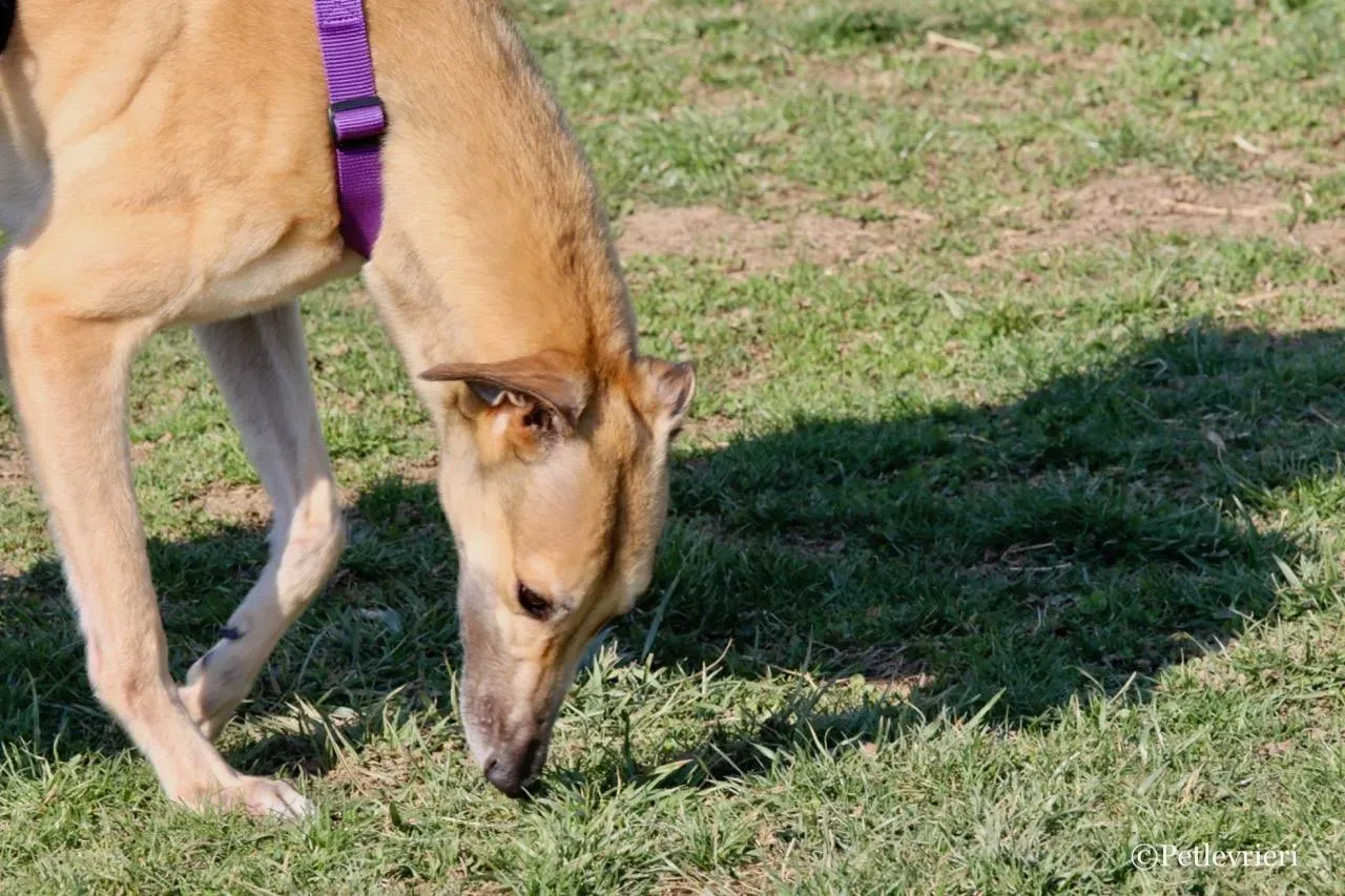 dalila adozione greyhound macao 7