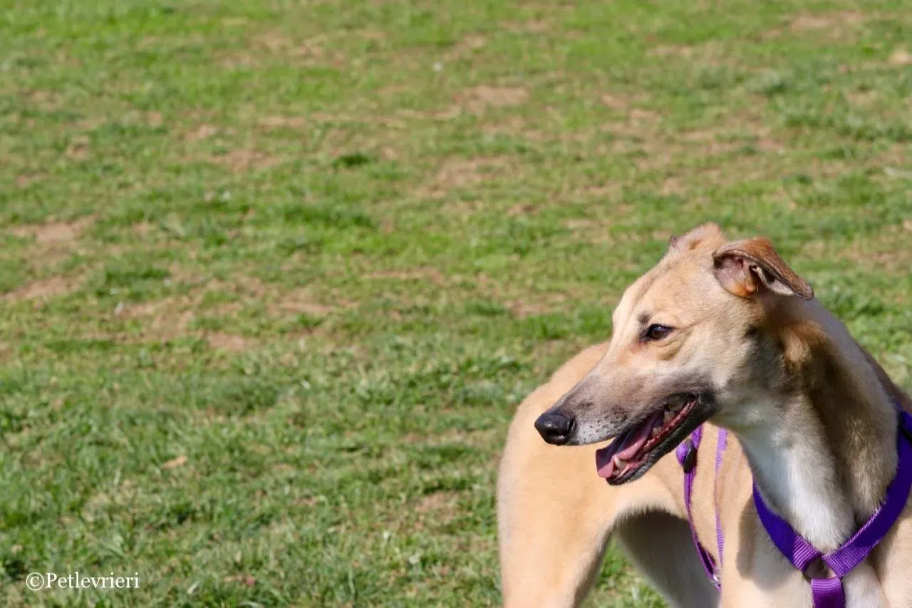 dalila adozione greyhound macao 8