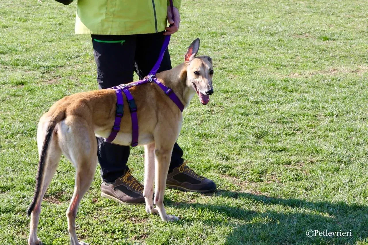 dalila adozione greyhound macao 9