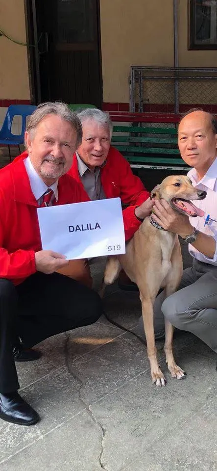 dalila adozione greyhound macao