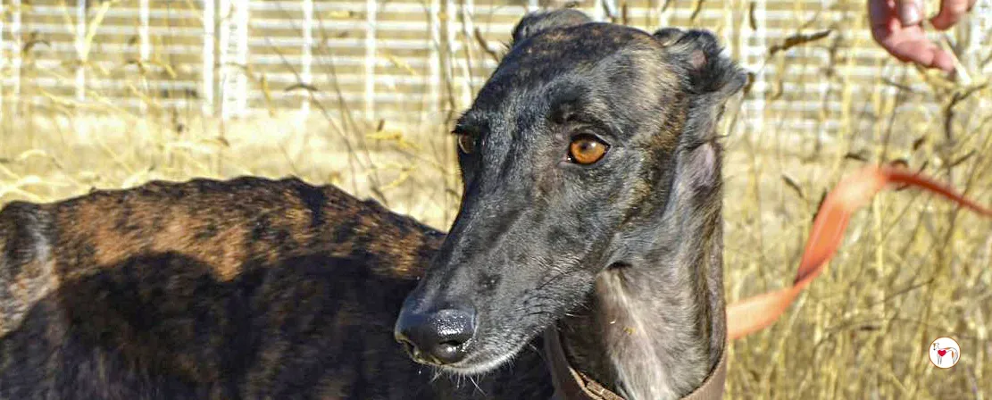 dama galgo adozione 00 copertina b