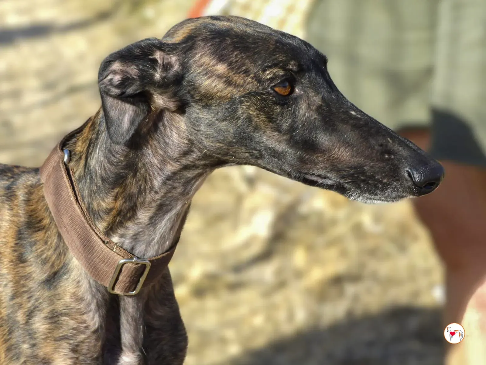 dama galgo adozione 1