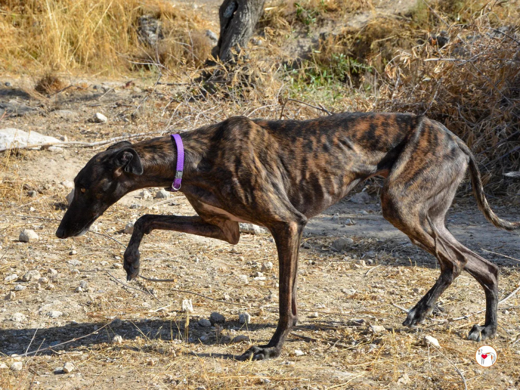 dama galgo adozione 10