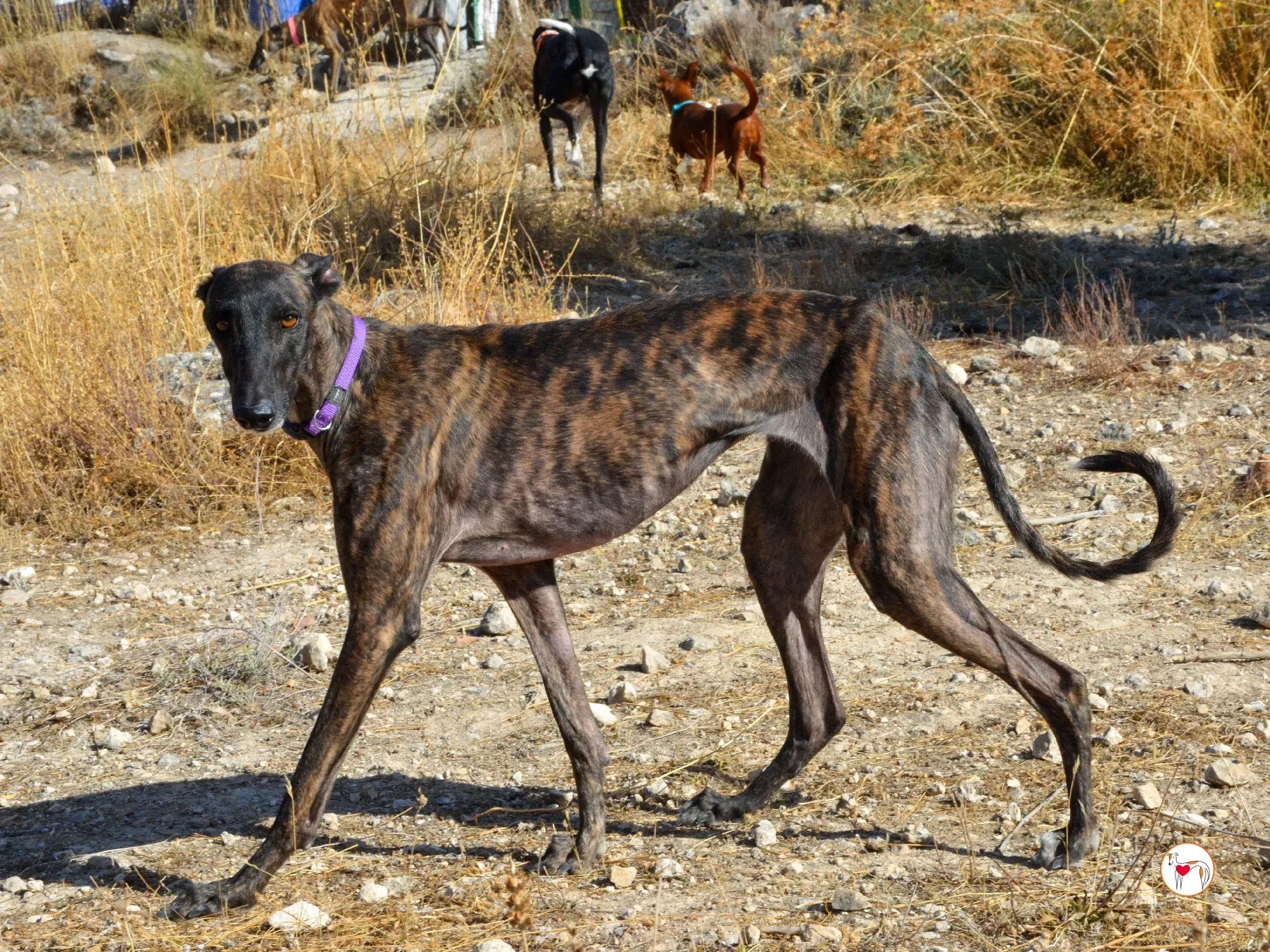 dama galgo adozione 11