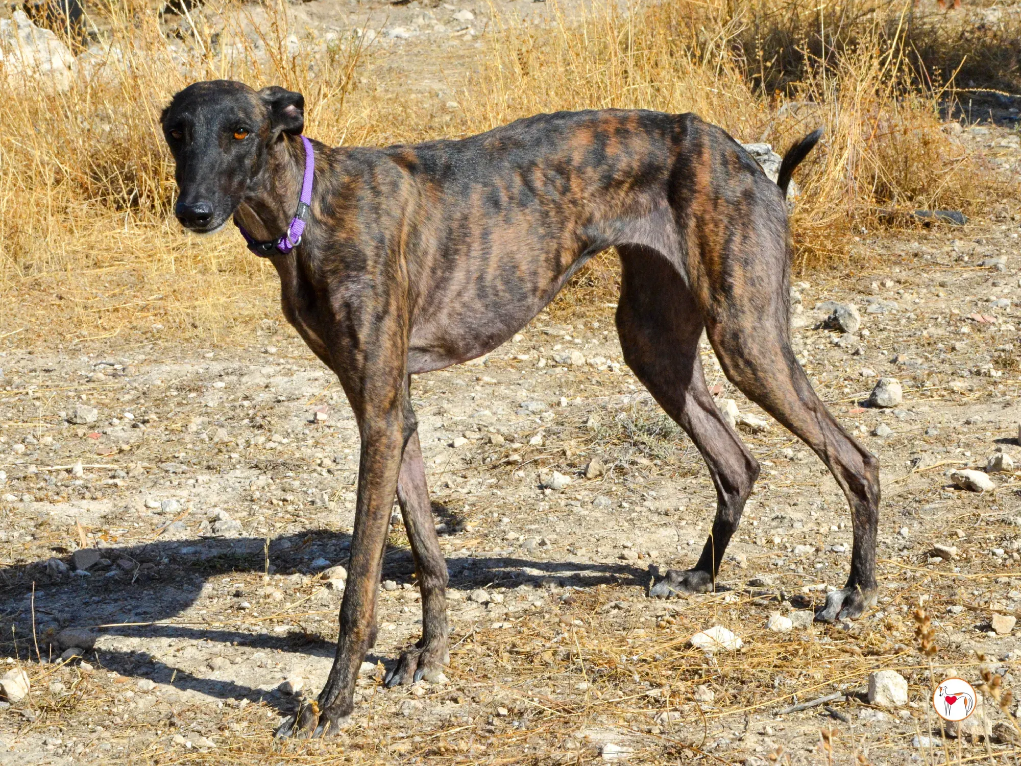 dama galgo adozione 12