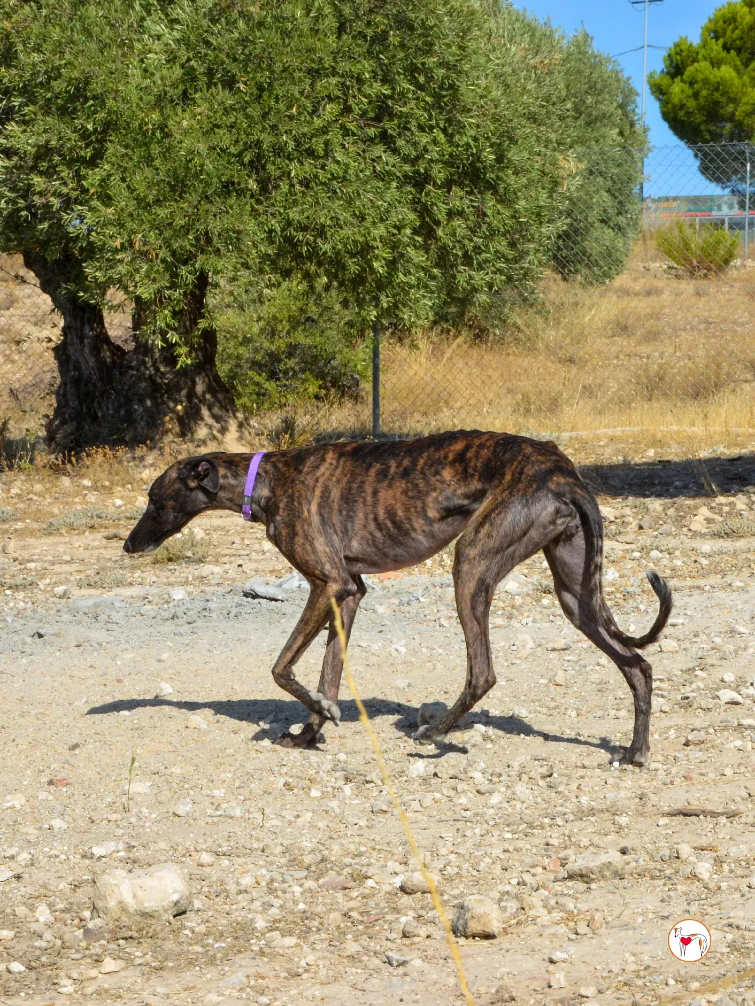dama galgo adozione 13