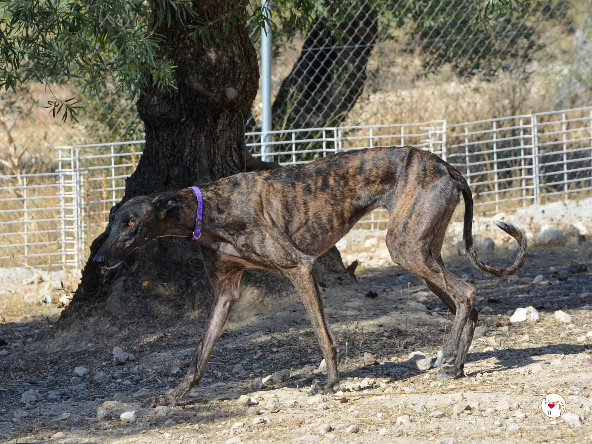 dama galgo adozione 14