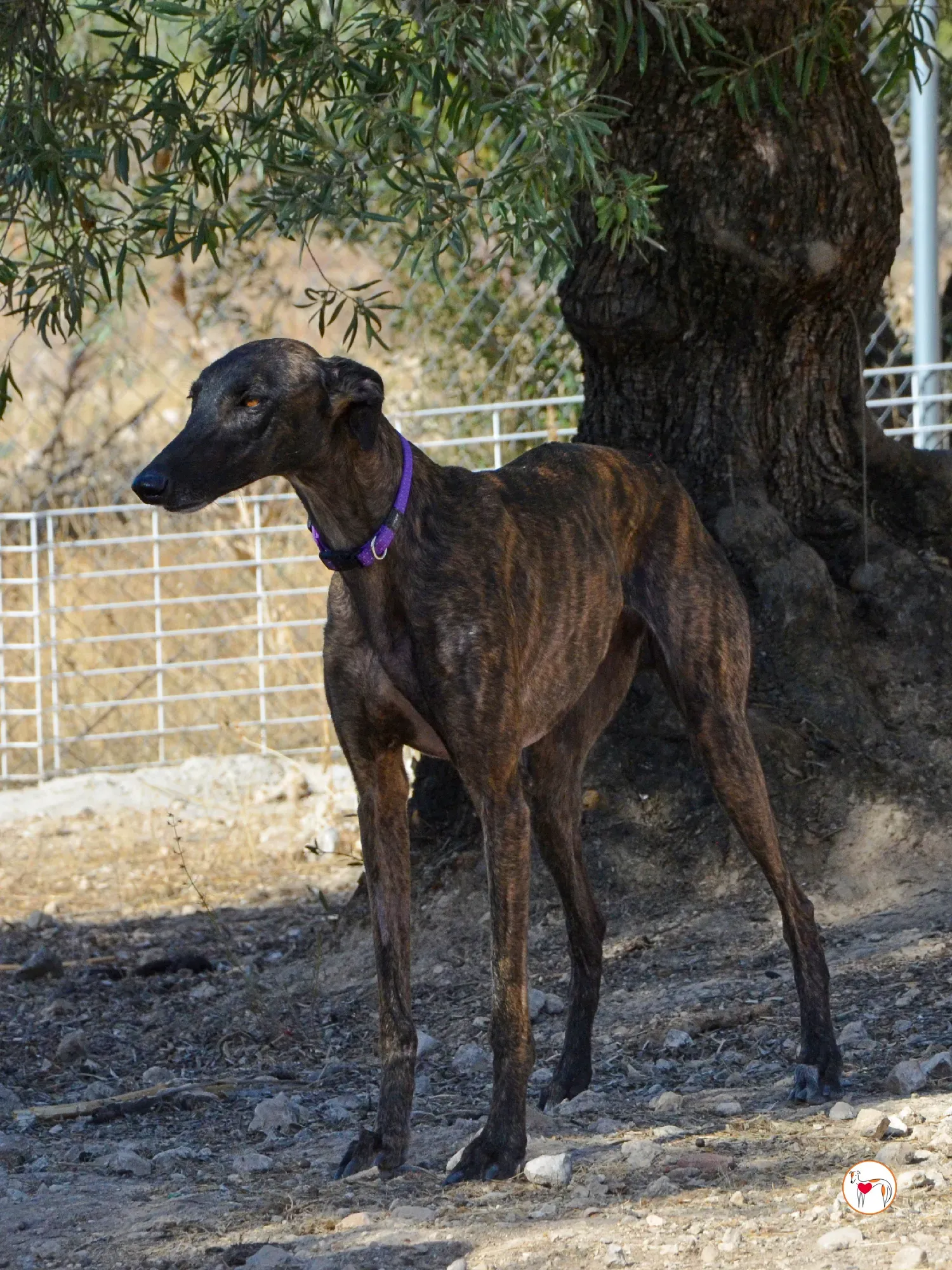 dama galgo adozione 15