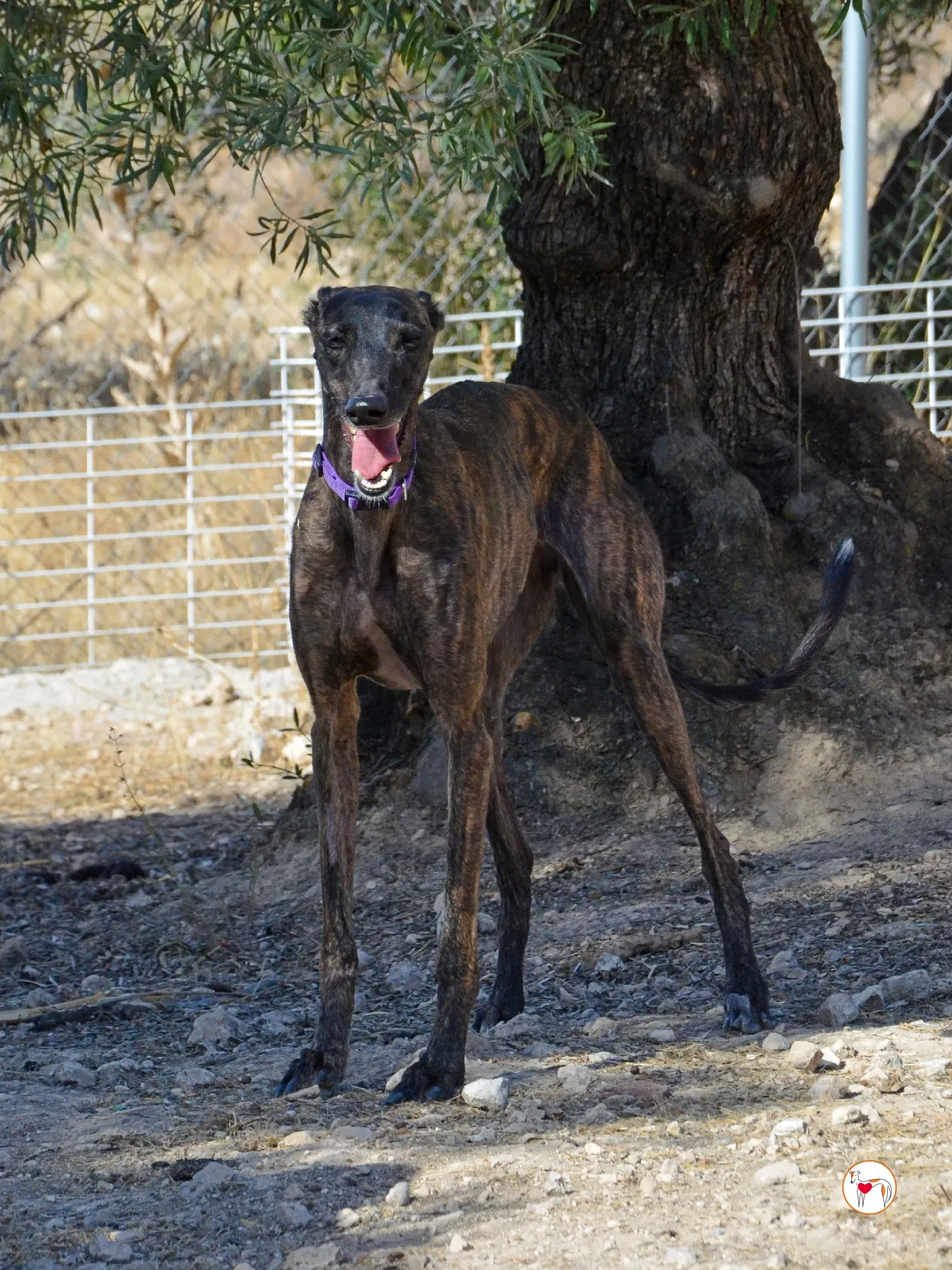 dama galgo adozione 16