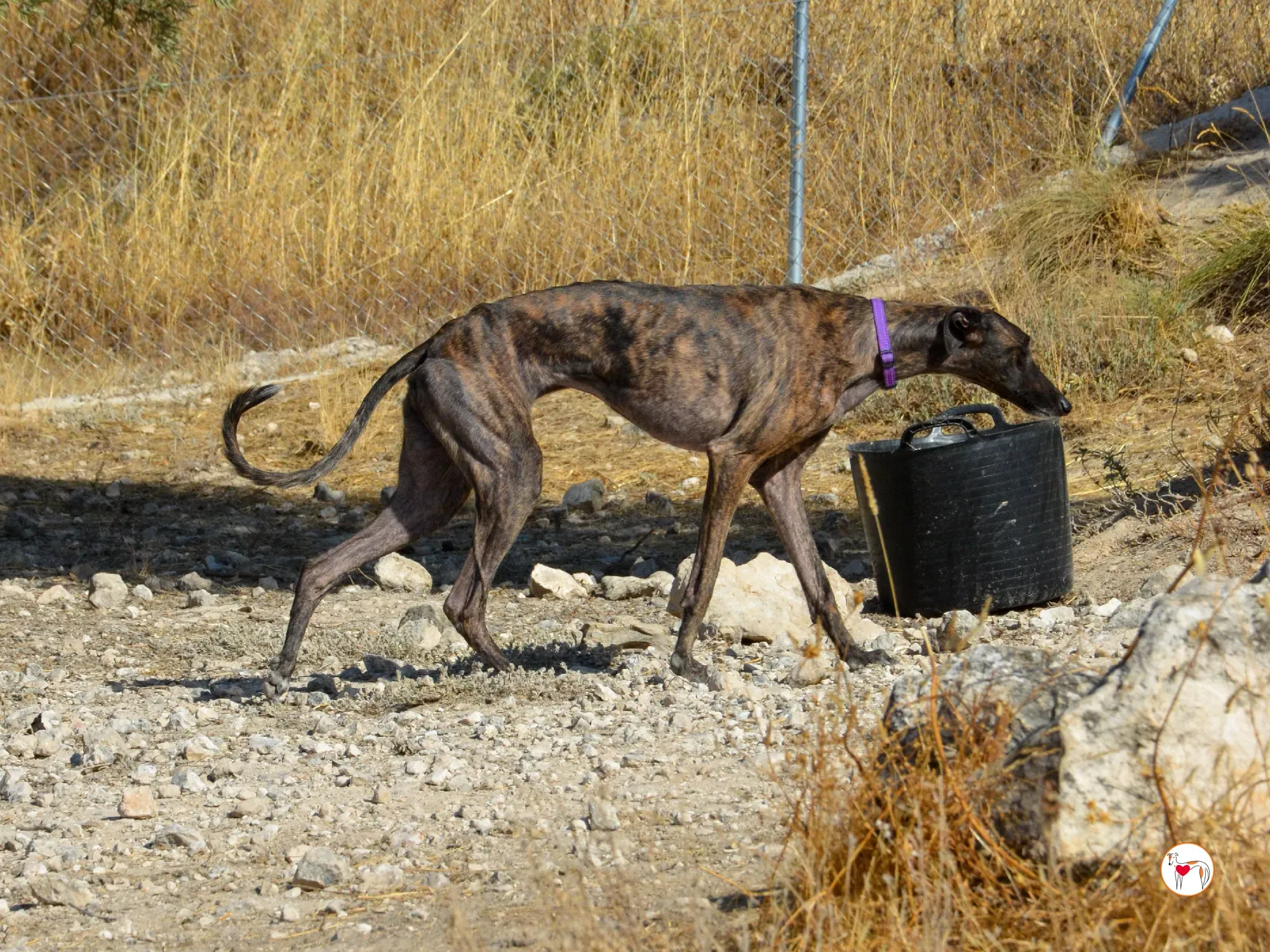 dama galgo adozione 17