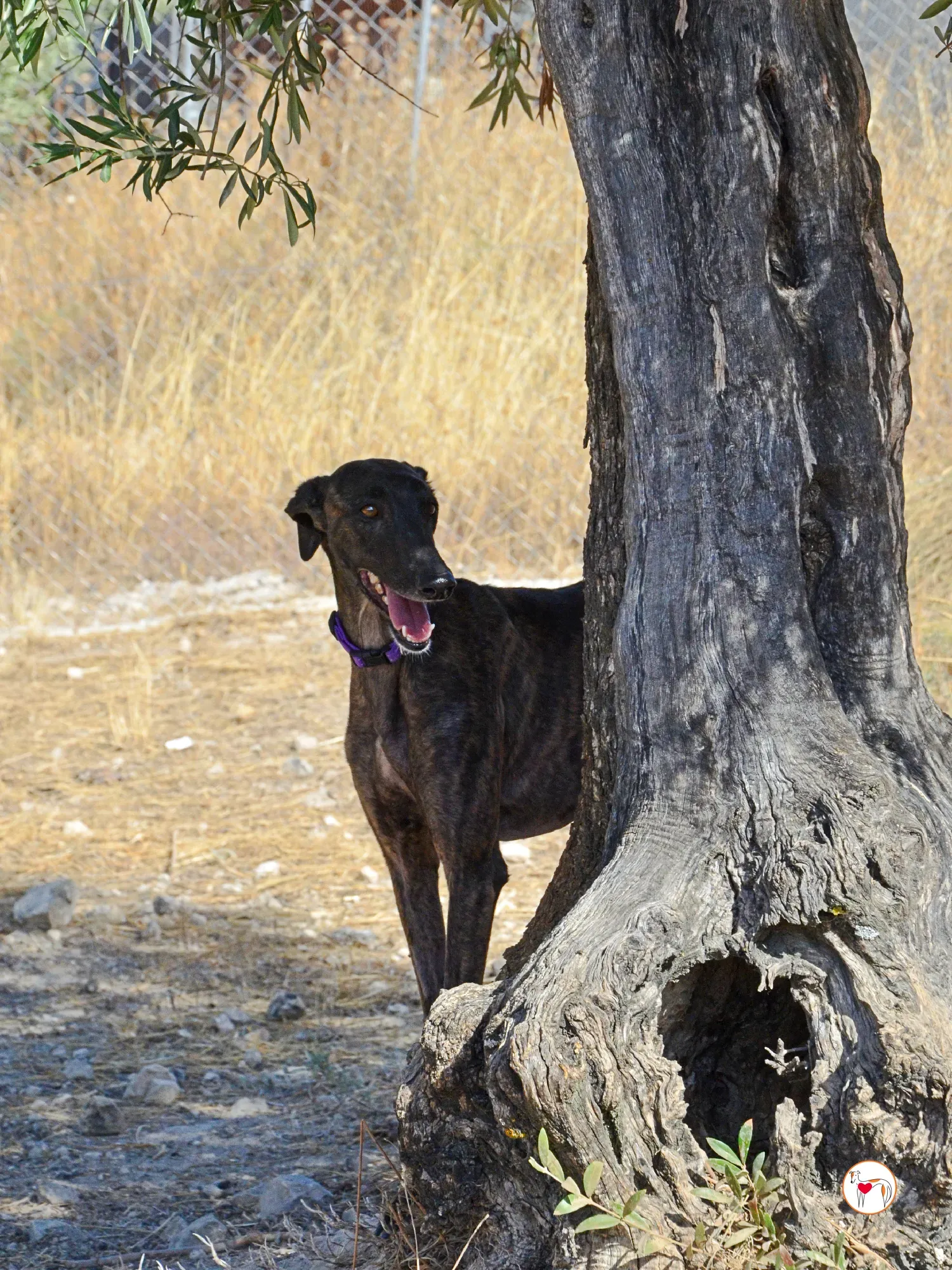 dama galgo adozione 18