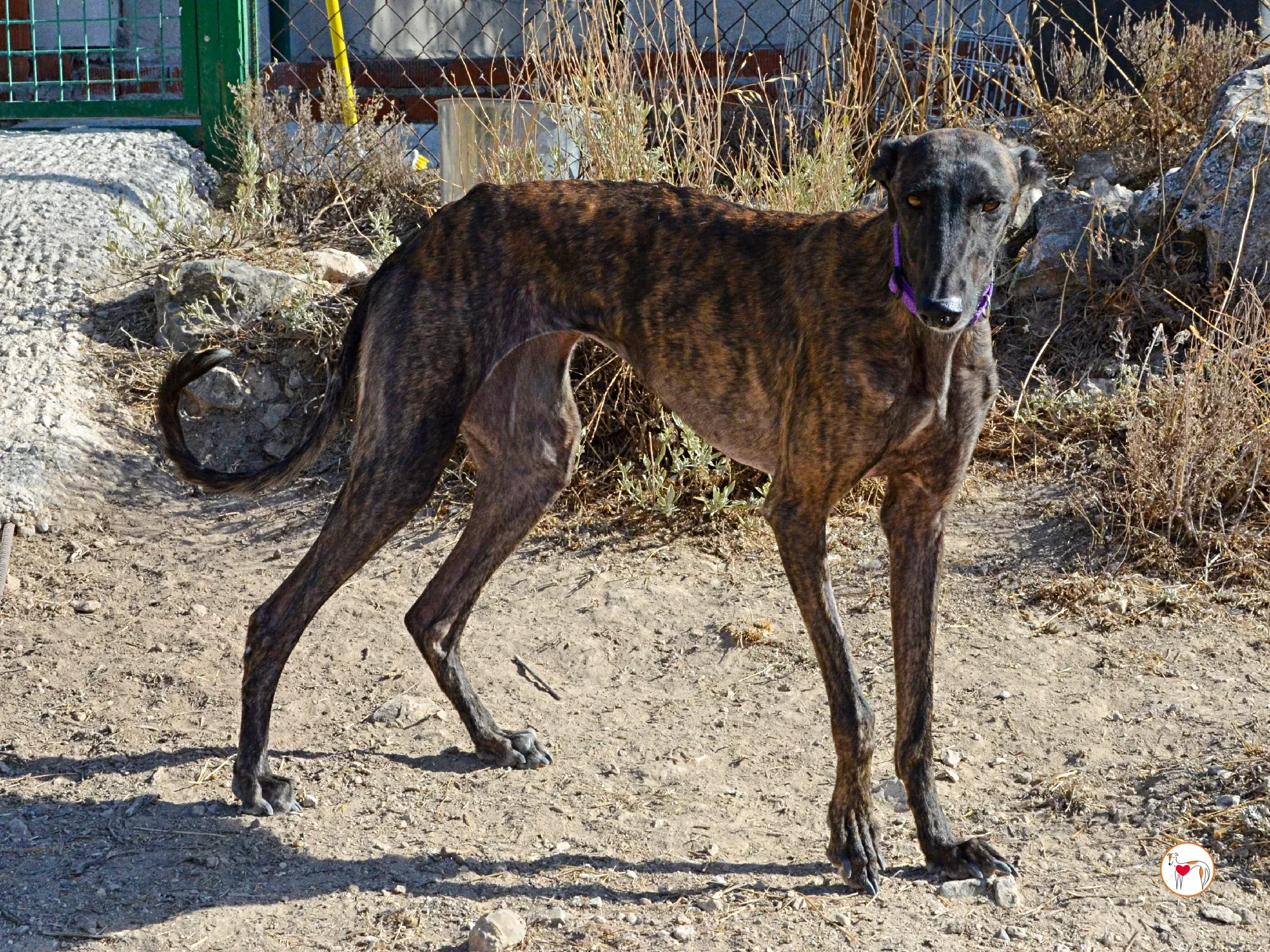 dama galgo adozione 19