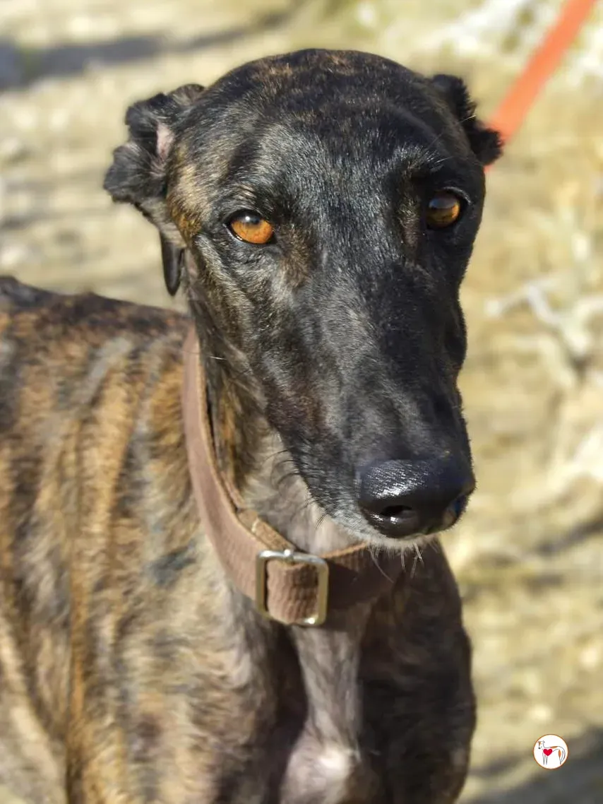 dama galgo adozione 2
