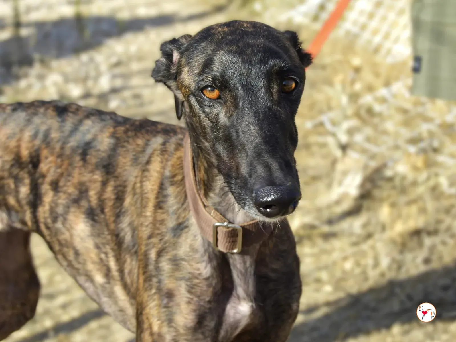 dama galgo adozione 3