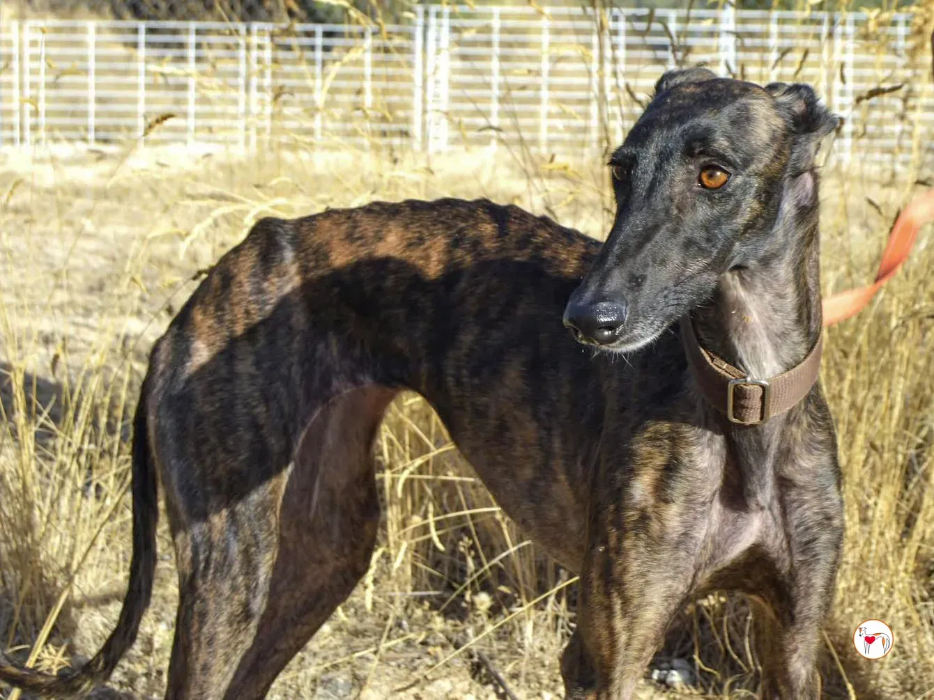 dama galgo adozione 4