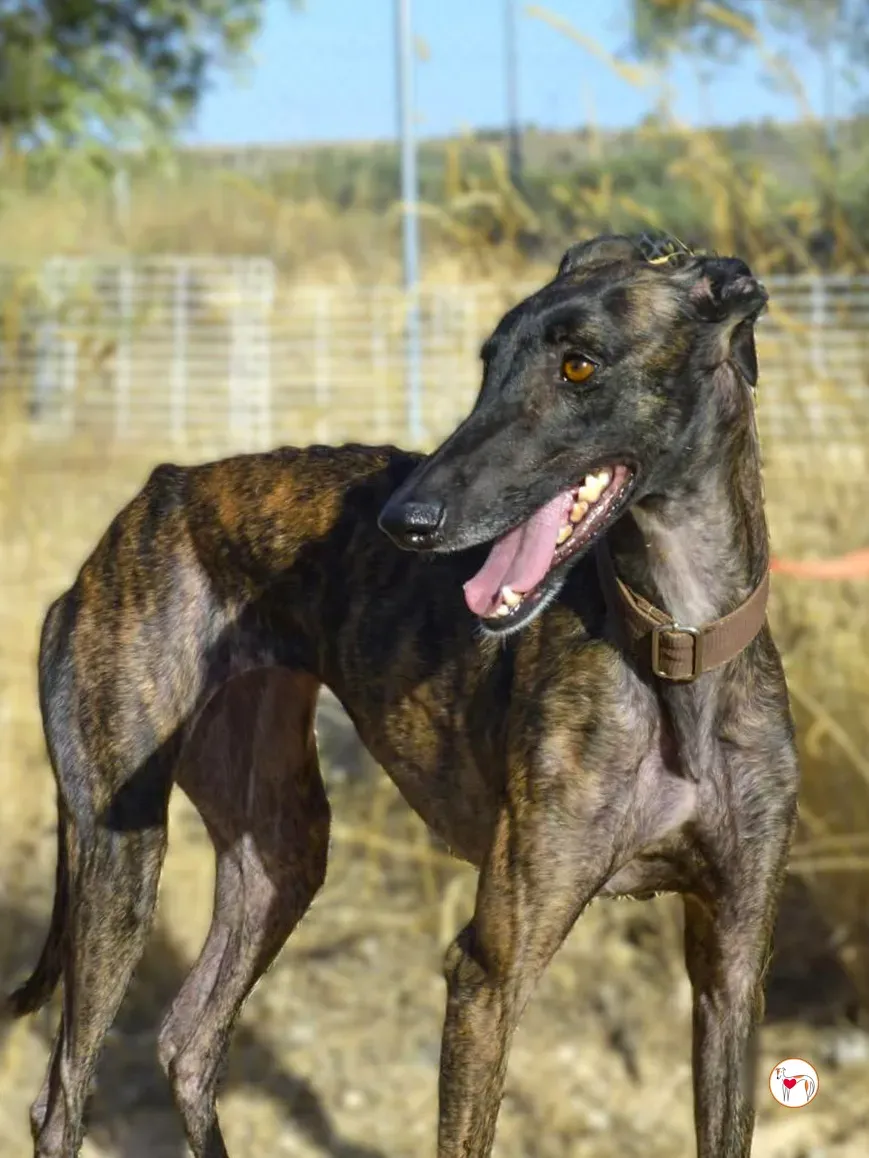 dama galgo adozione 5