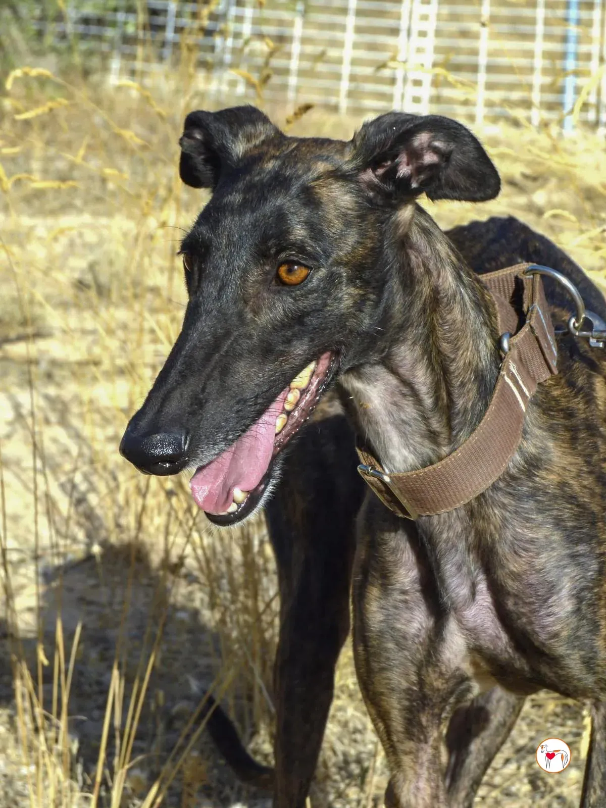 dama galgo adozione 6