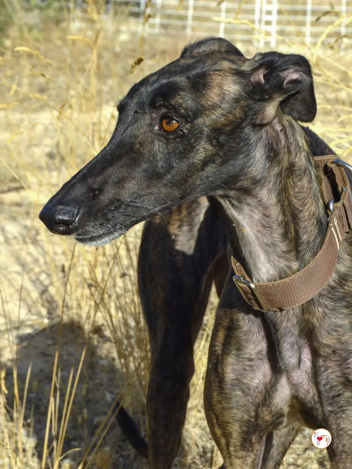 dama galgo adozione 7