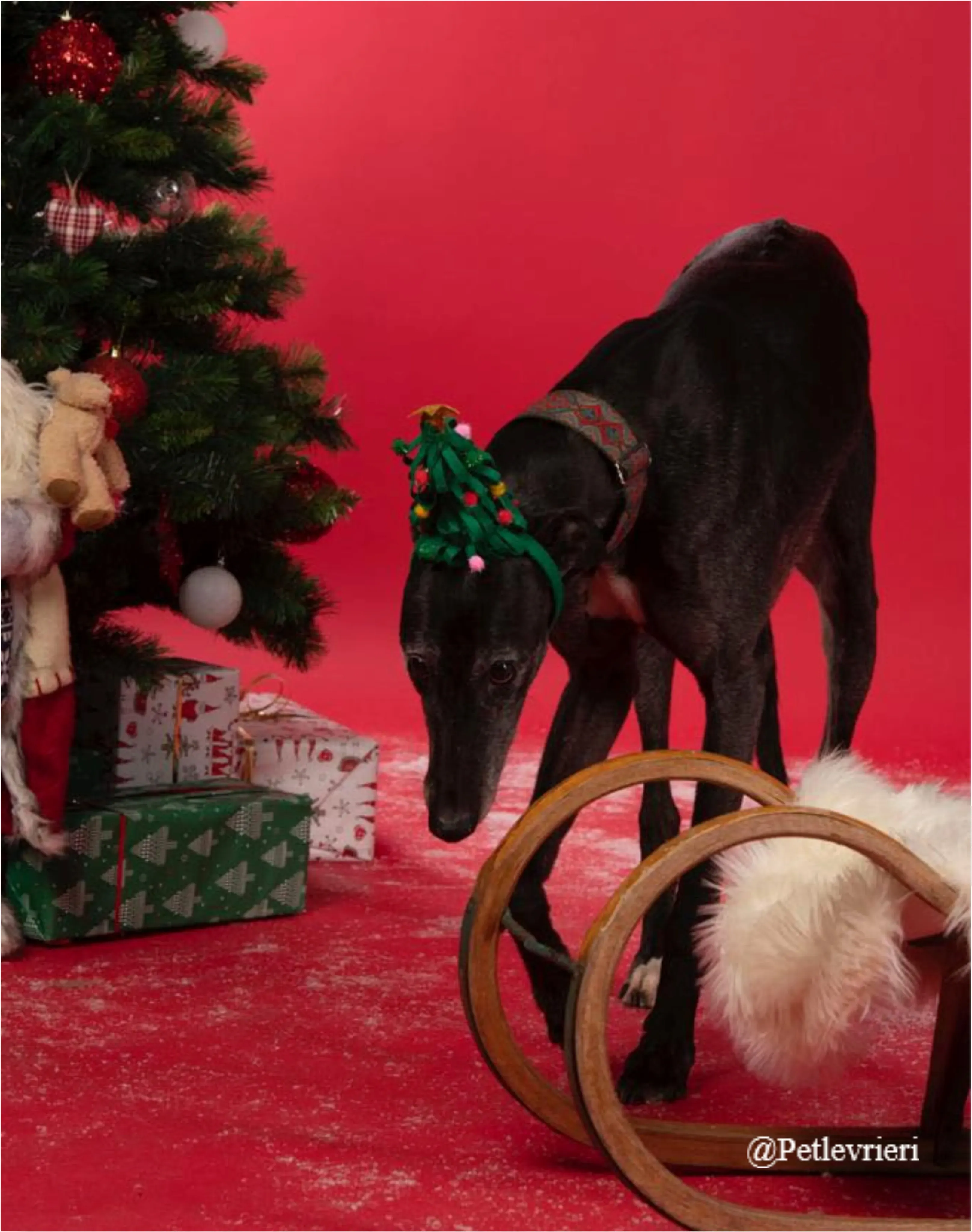 daniela pet levrieri natale 2021