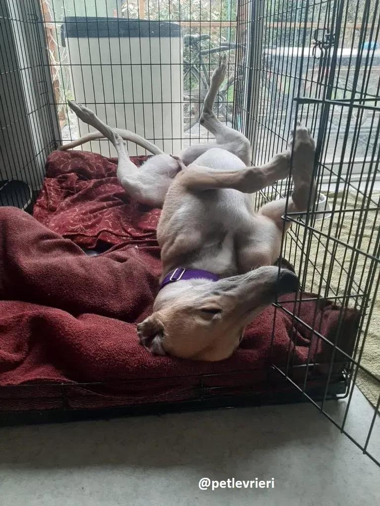 dante adozione greyhound 1 1