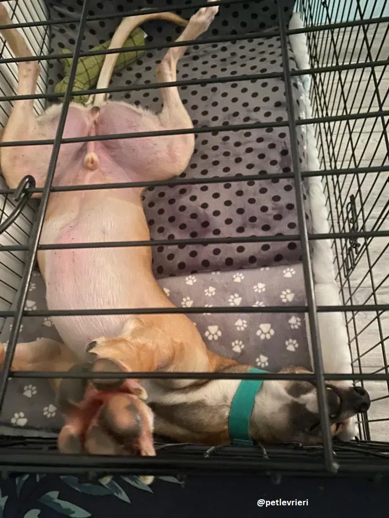 dante adozione greyhound 1