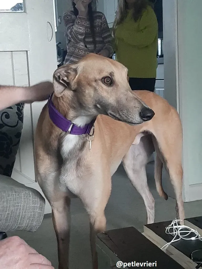 dante adozione greyhound 2 1