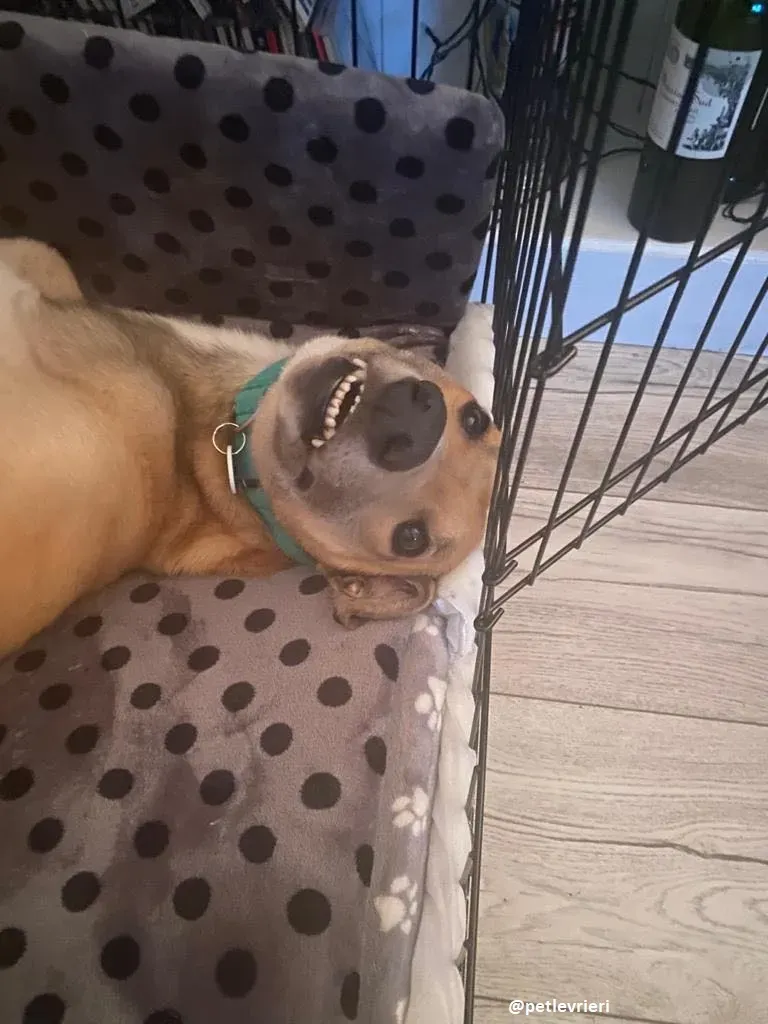 dante adozione greyhound 2