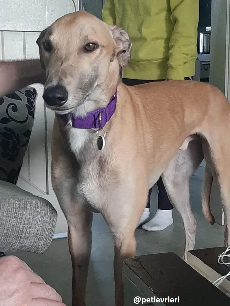 dante adozione greyhound 3 1