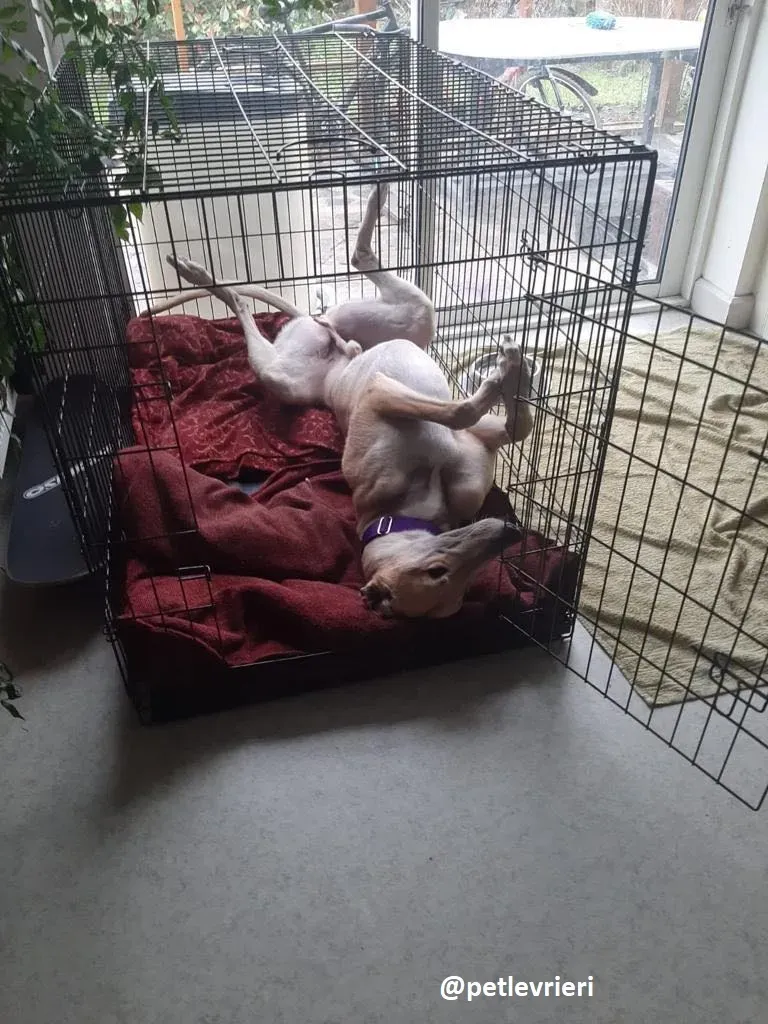 dante adozione greyhound 3