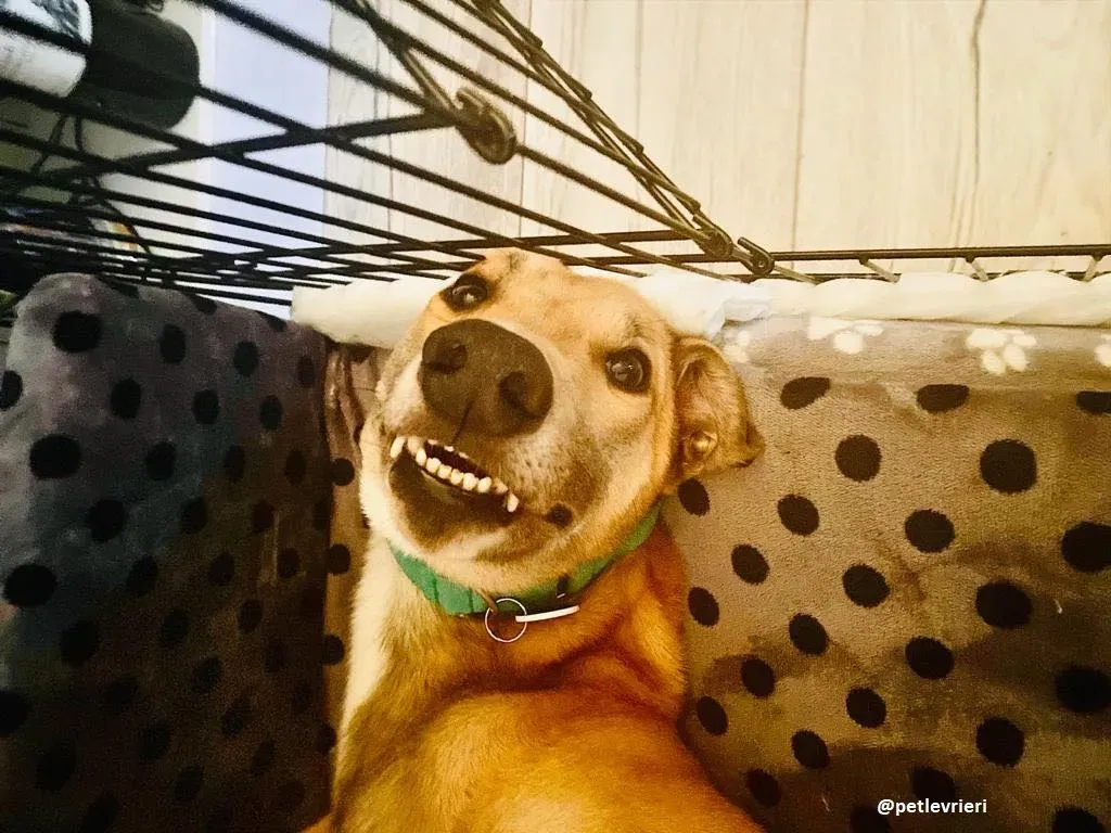 dante adozione greyhound