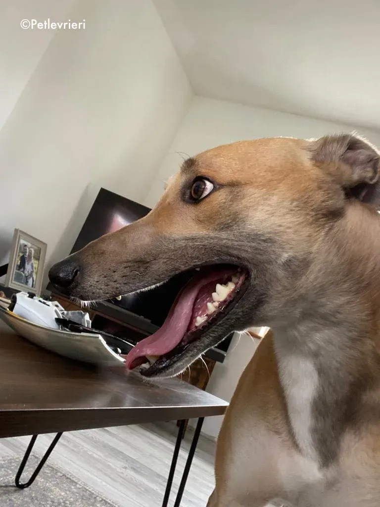 dante adozione levrieri greyhound 1 2