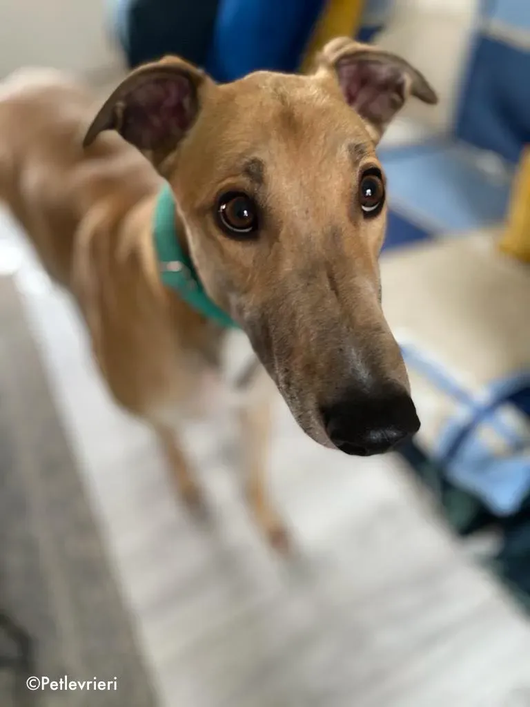 dante adozione levrieri greyhound 10