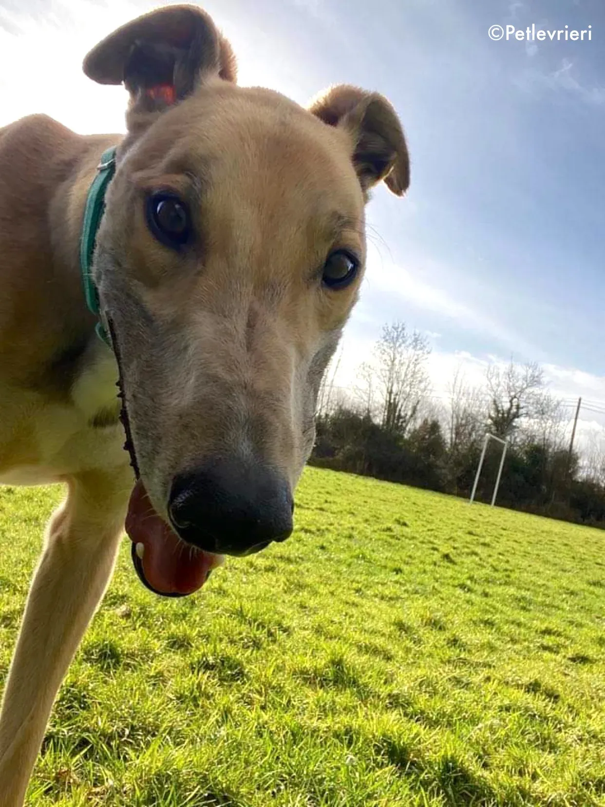 dante adozione levrieri greyhound 12