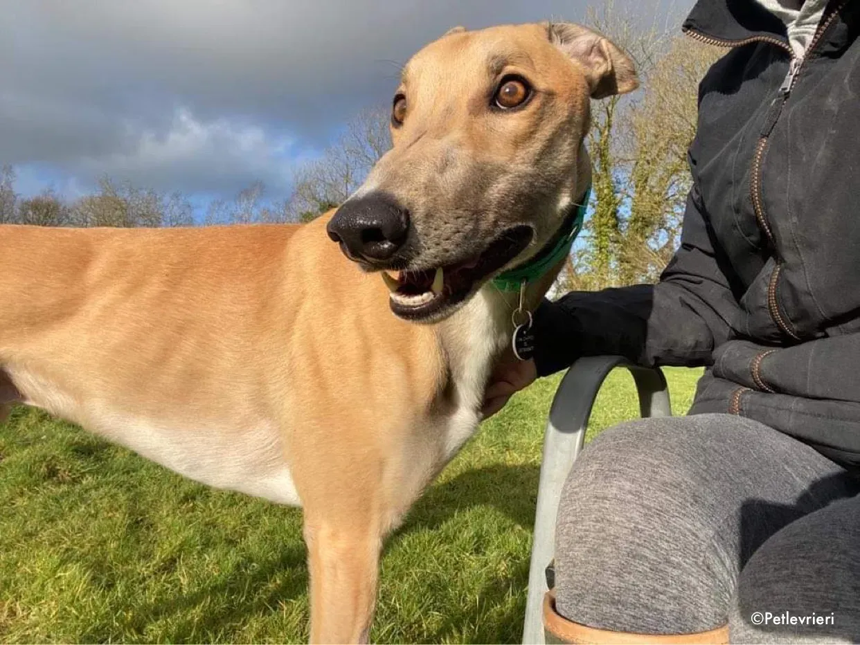 dante adozione levrieri greyhound 13