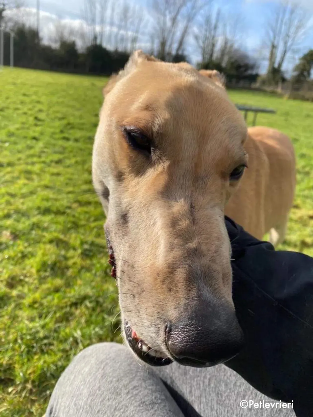 dante adozione levrieri greyhound 14