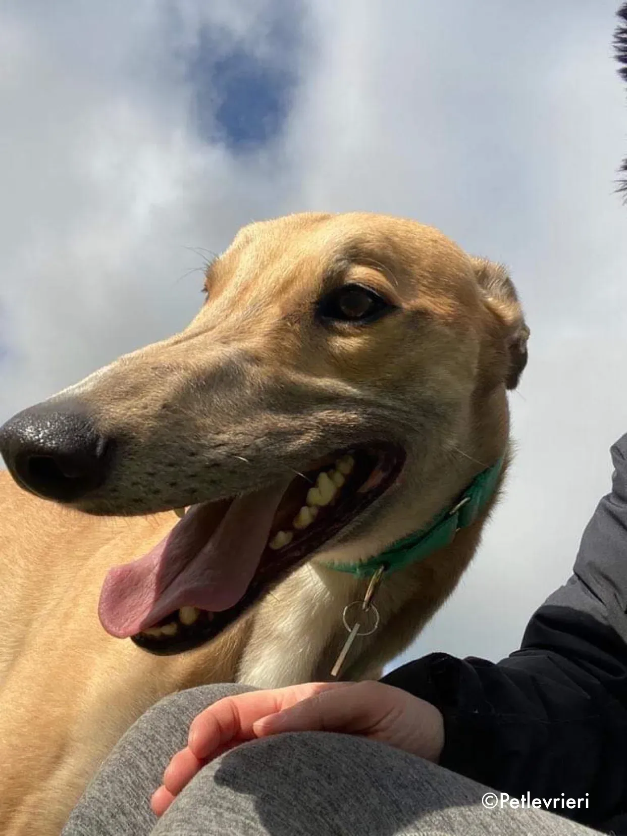 dante adozione levrieri greyhound 15