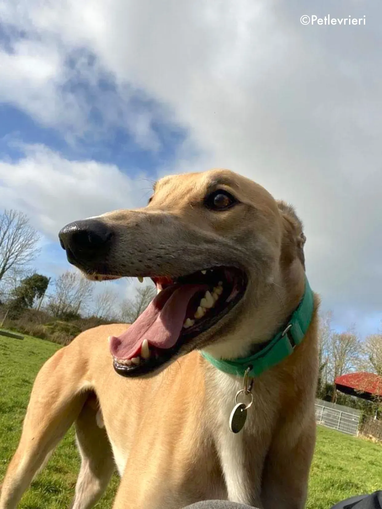 dante adozione levrieri greyhound 16