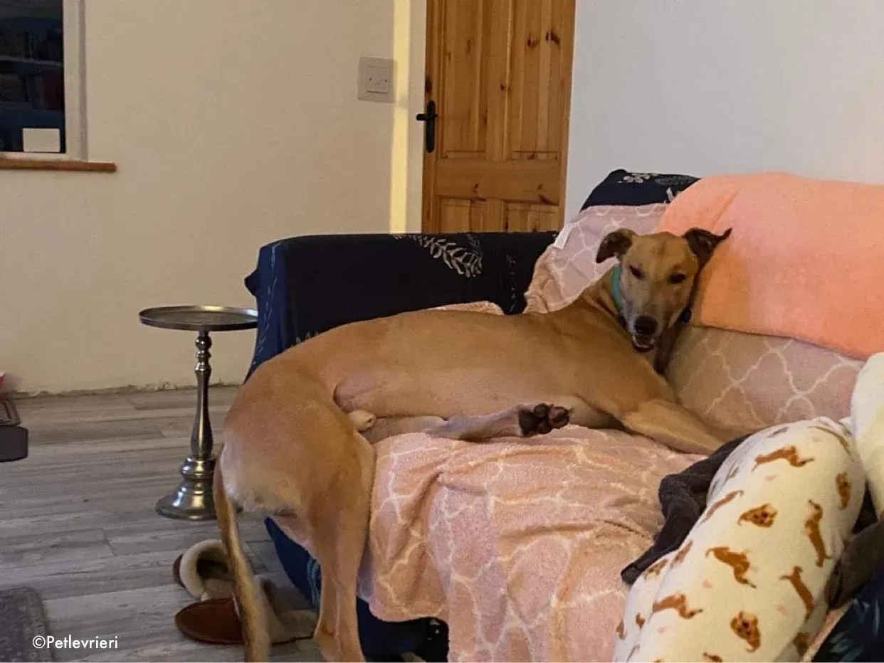 dante adozione levrieri greyhound 17
