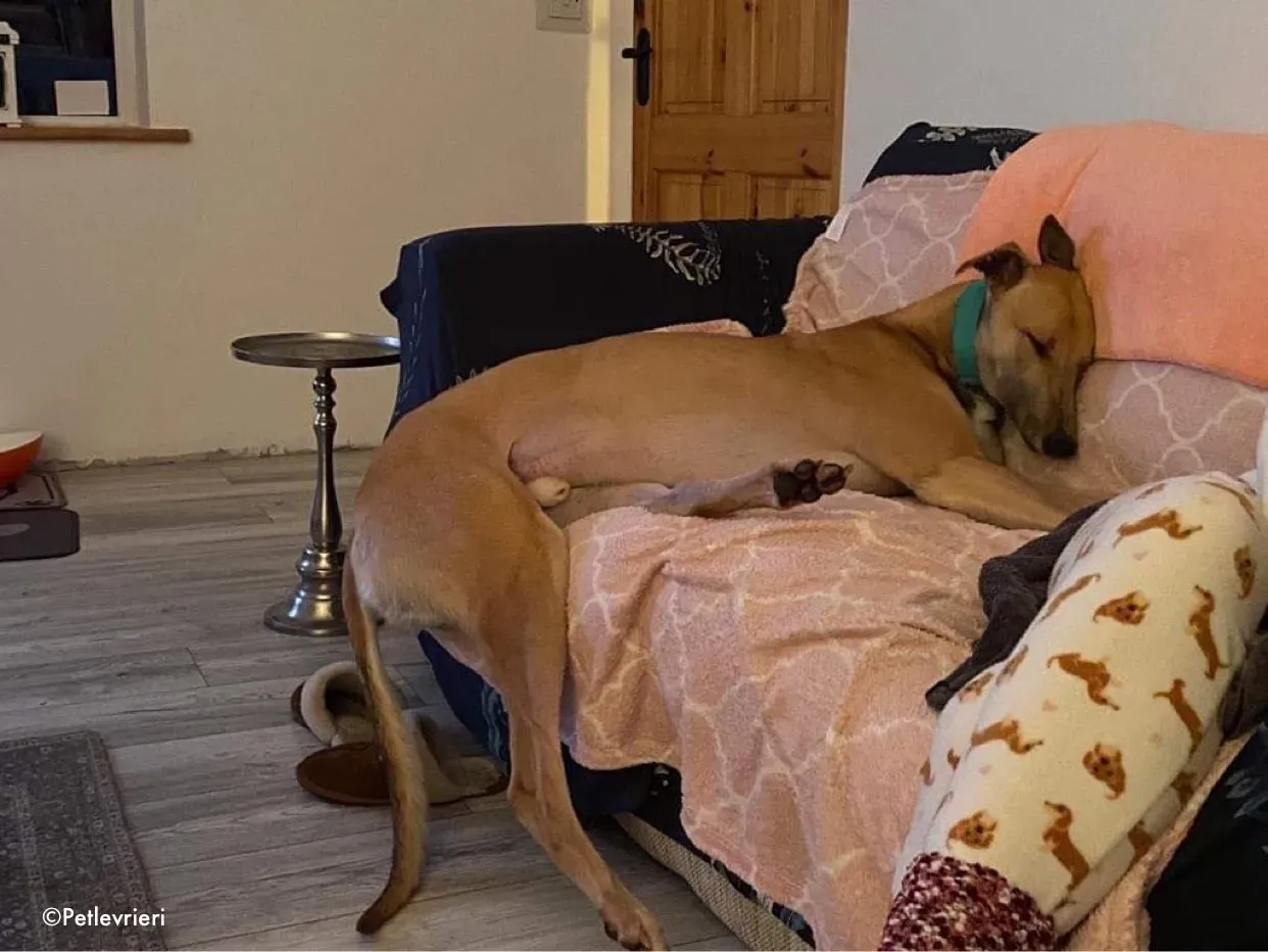 dante adozione levrieri greyhound 18