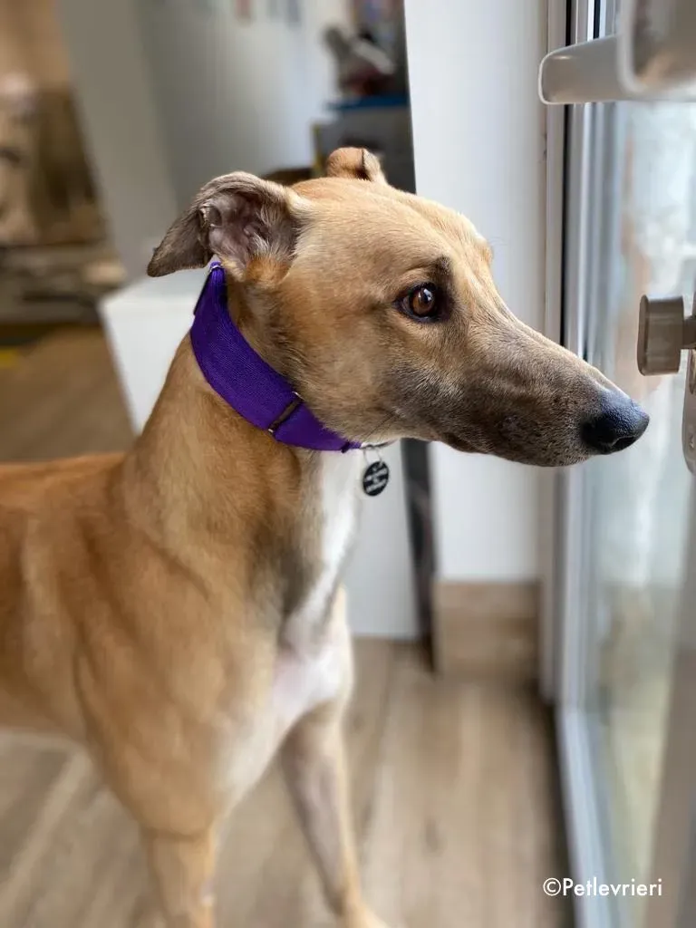 dante adozione levrieri greyhound 19