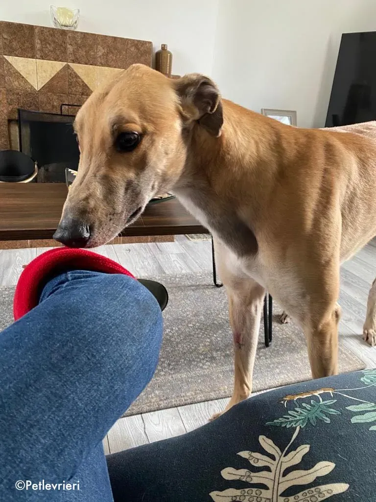 dante adozione levrieri greyhound 2 1