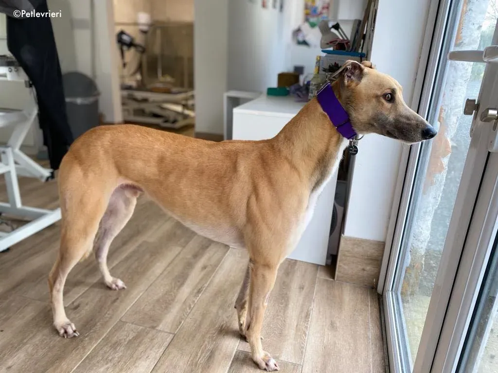 dante adozione levrieri greyhound 20