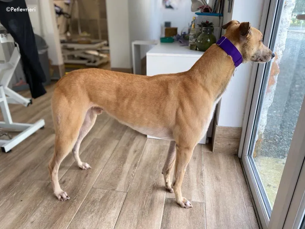 dante adozione levrieri greyhound 21