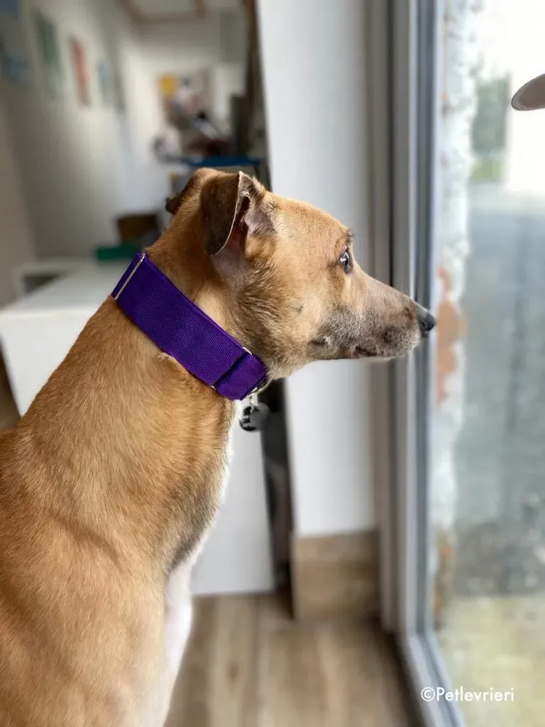 dante adozione levrieri greyhound 22