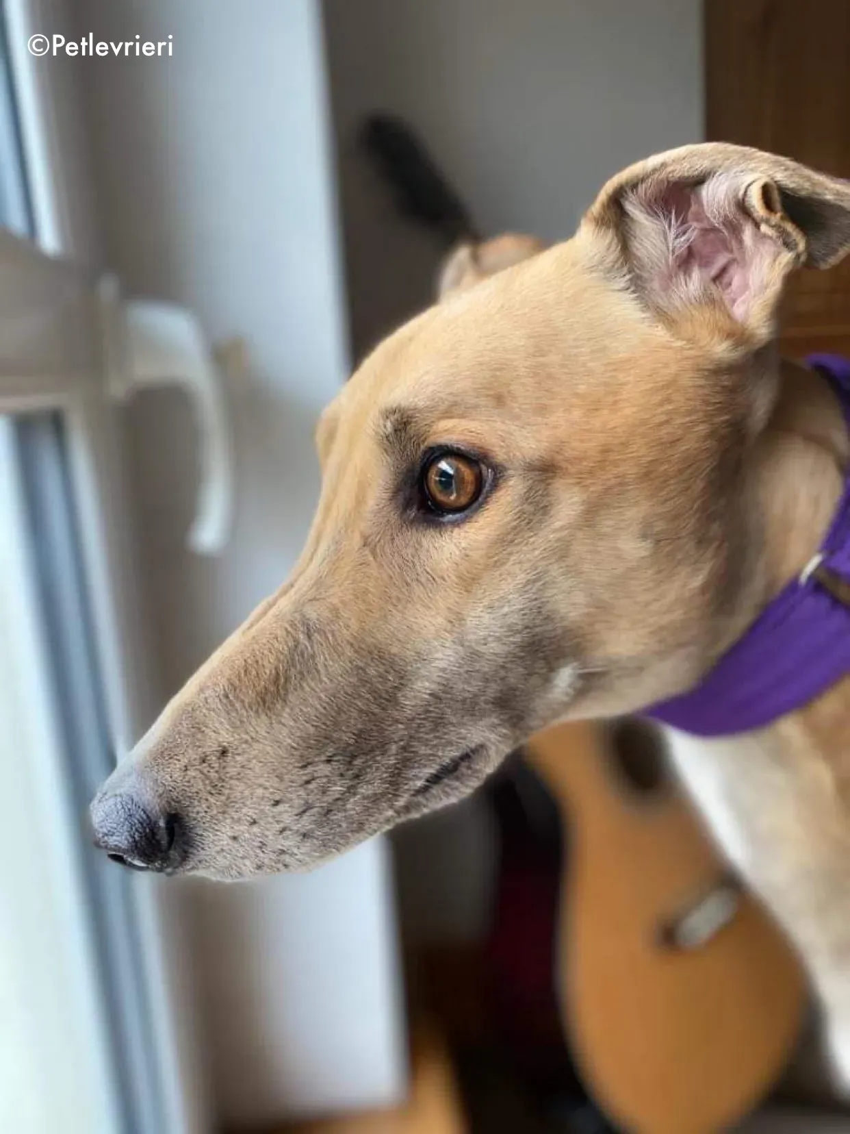 dante adozione levrieri greyhound 23